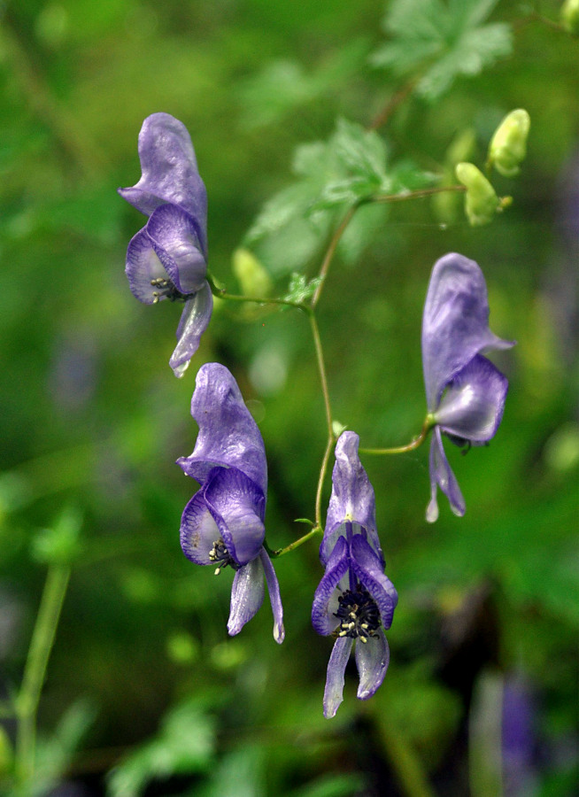 Изображение особи Aconitum sczukinii.