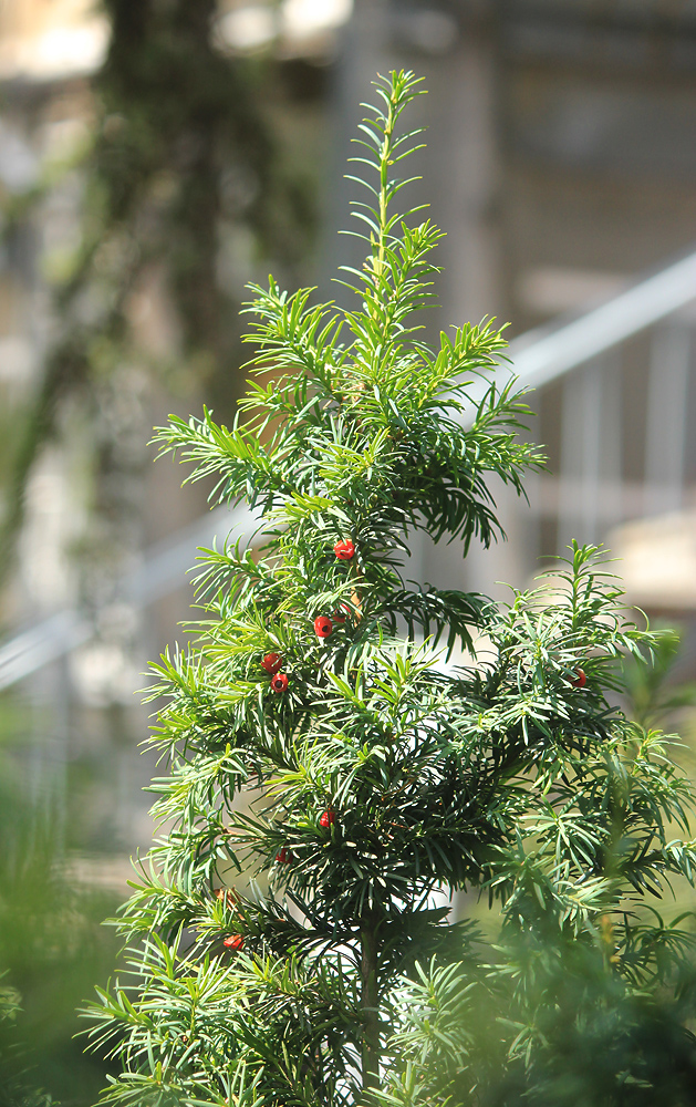 Image of Taxus baccata specimen.