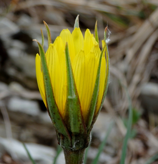 Изображение особи род Tragopogon.