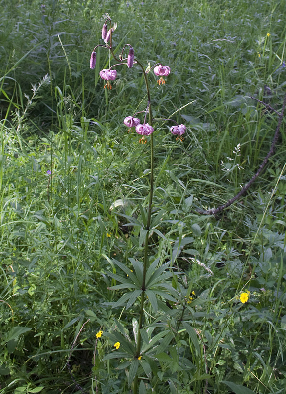 Image of Lilium pilosiusculum specimen.