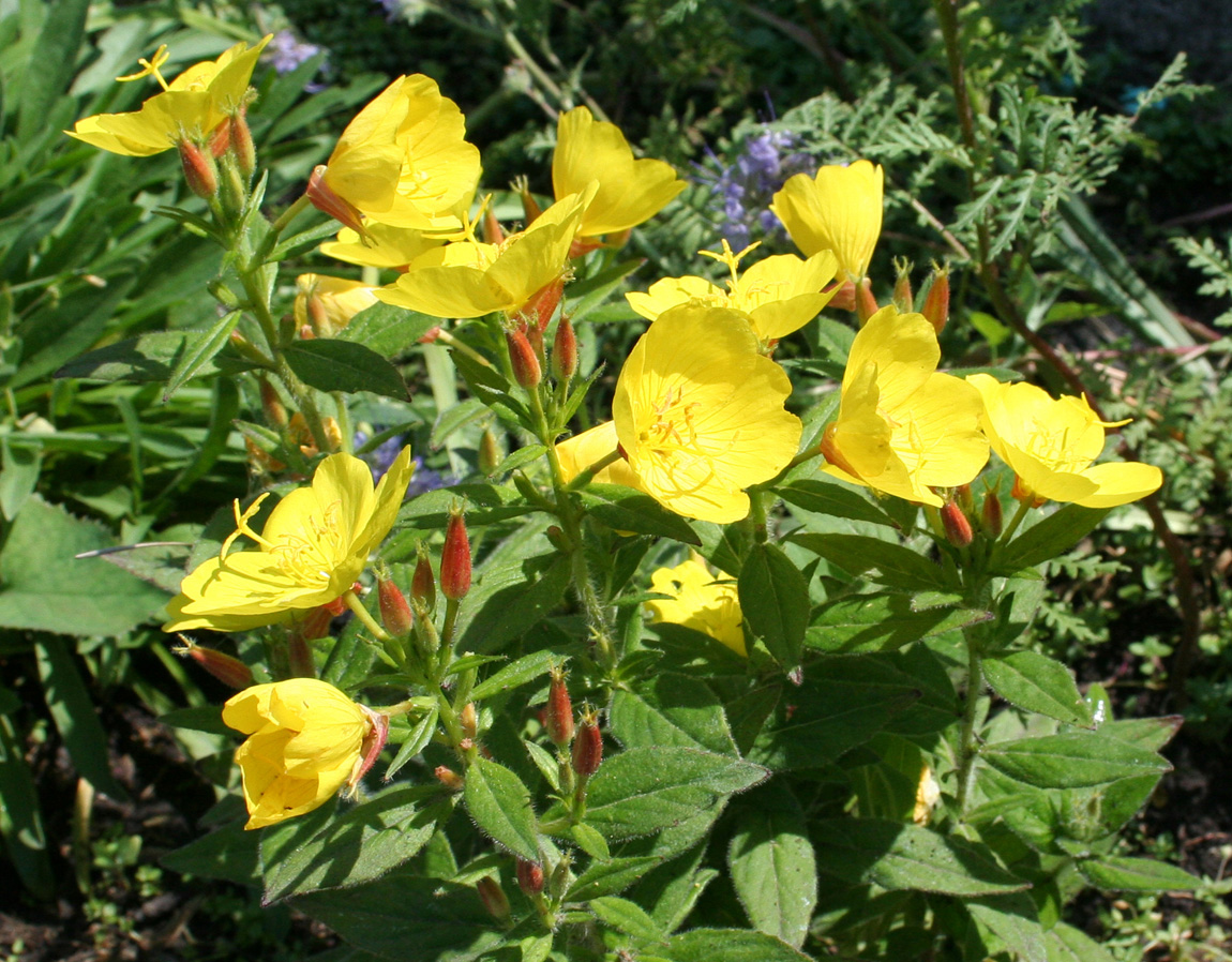 Image of Oenothera pilosella specimen.