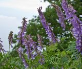 Vicia boissieri