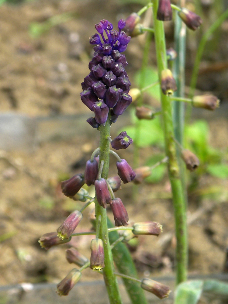 Изображение особи Leopoldia weissii.