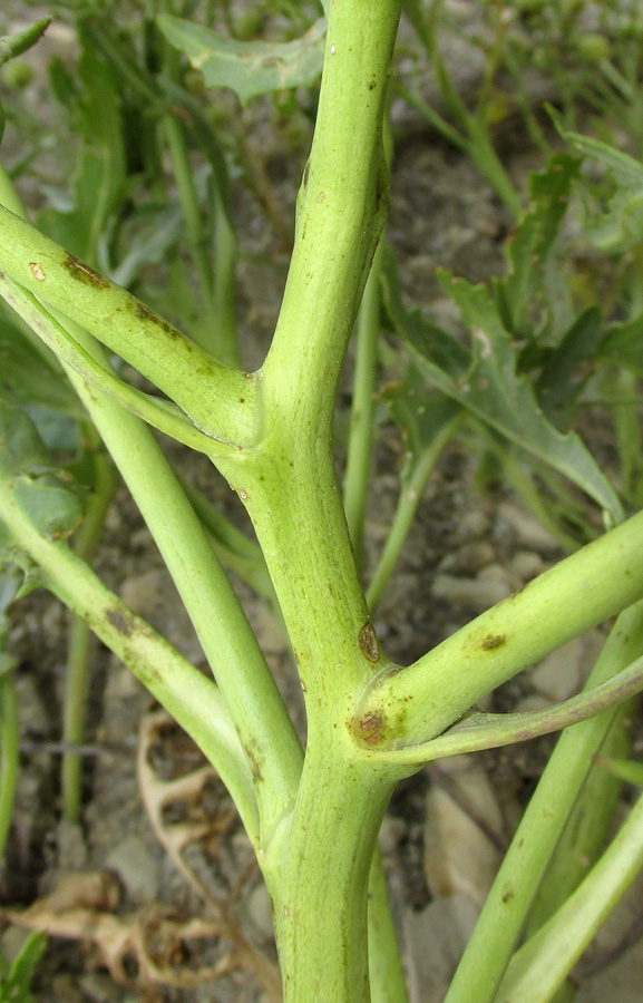 Image of Crambe pinnatifida specimen.