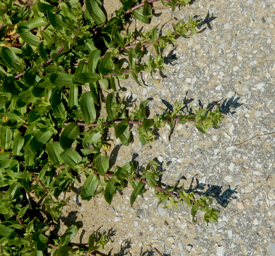 Image of Gypsophila perfoliata specimen.