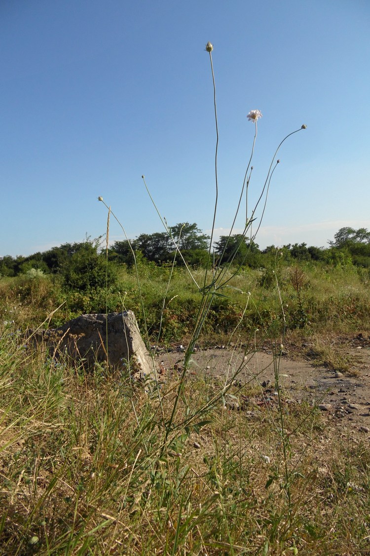 Image of Cephalaria transsylvanica specimen.