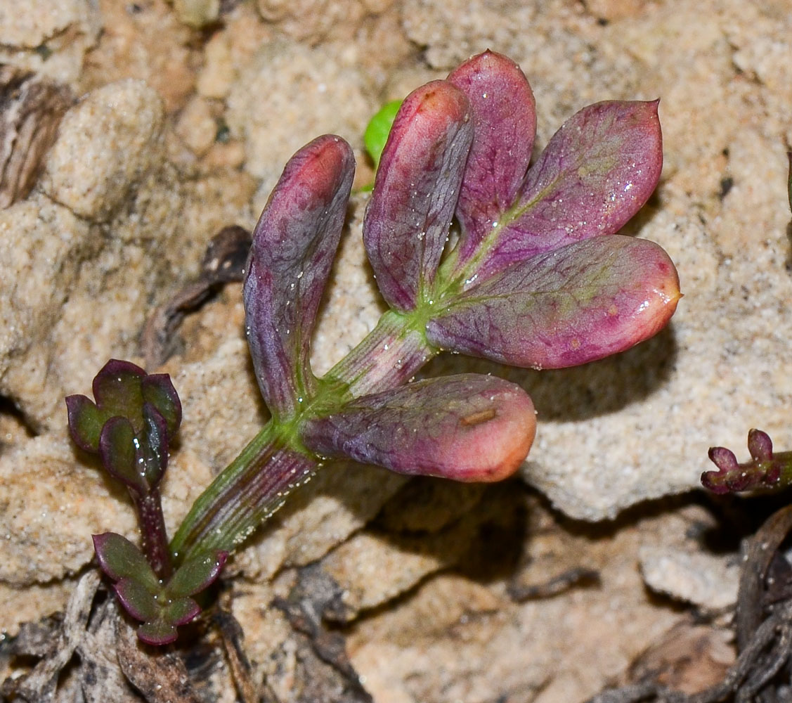 Image of Crithmum maritimum specimen.