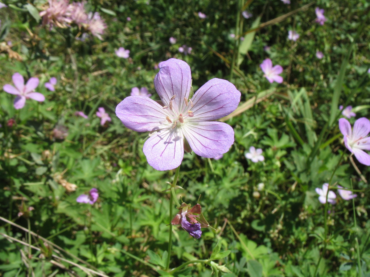 Image of Geranium collinum specimen.