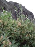 Salix glauca