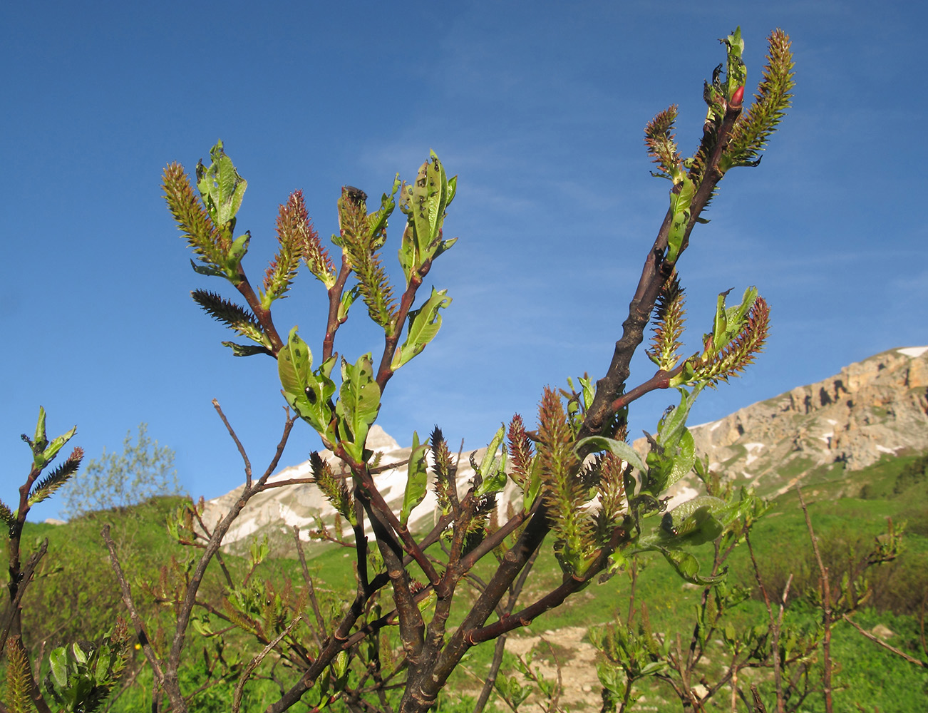 Image of genus Salix specimen.