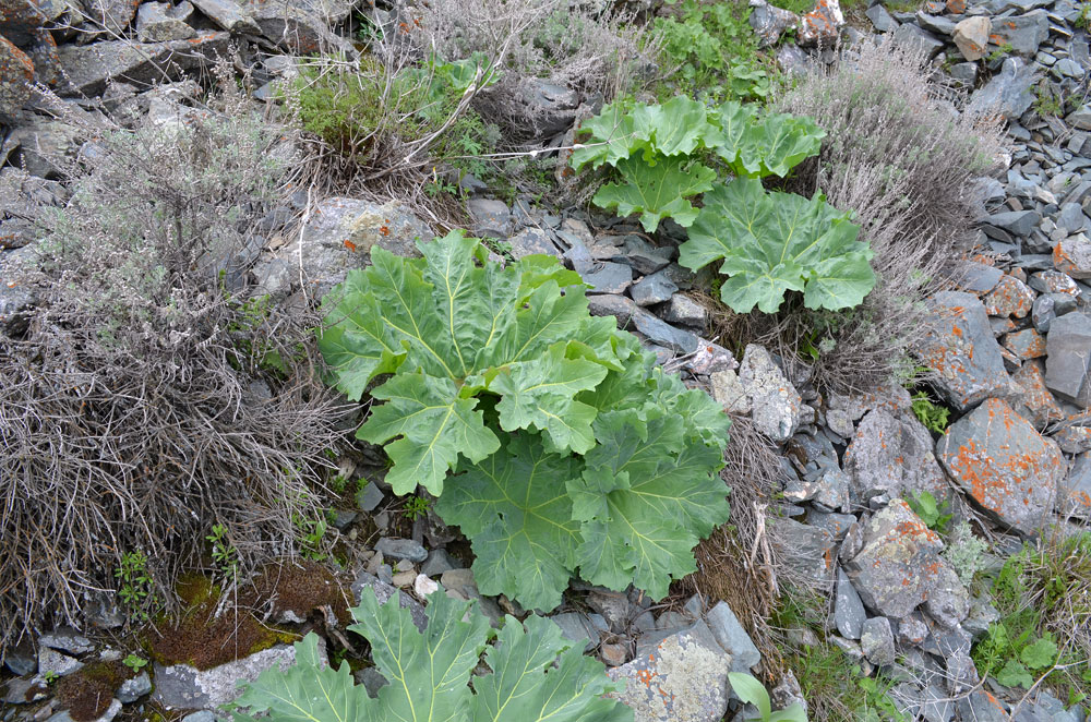 Image of Megacarpaea orbiculata specimen.