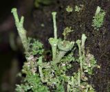 genus Cladonia. Подеции. Московская обл., Раменский р-н, окр. ж.-д. платформы Хрипань, смешанный лес у ЛЭП. 2006 г.09.04.