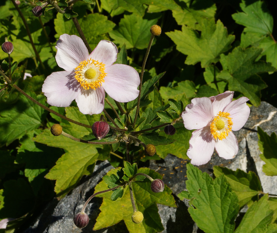 Изображение особи Anemone hupehensis.