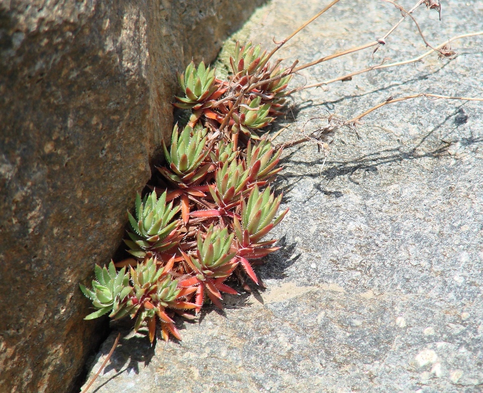 Image of Saxifraga spinulosa specimen.