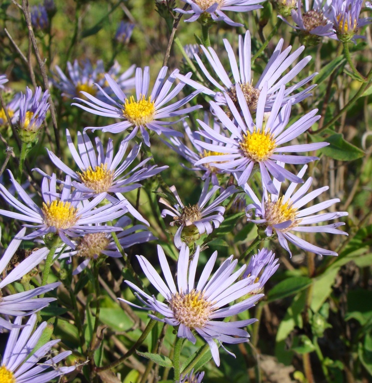 Image of Aster amellus specimen.