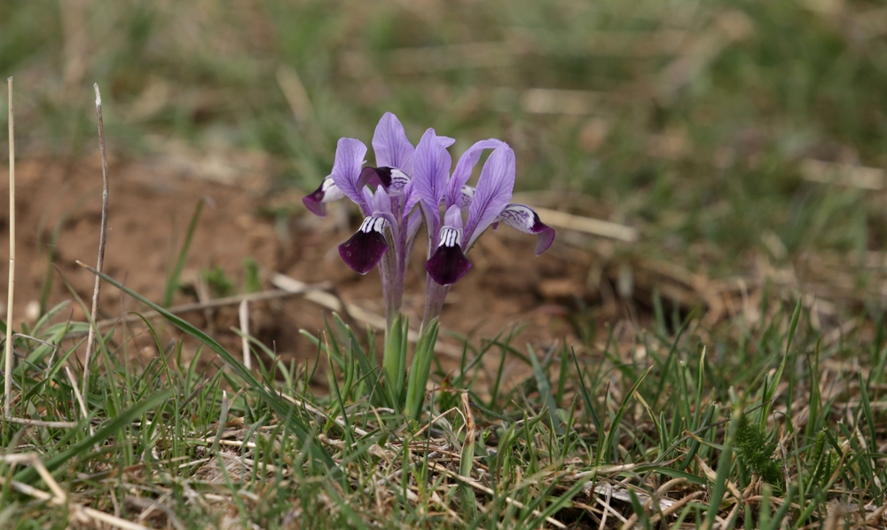 Image of Iridodictyum kolpakowskianum specimen.