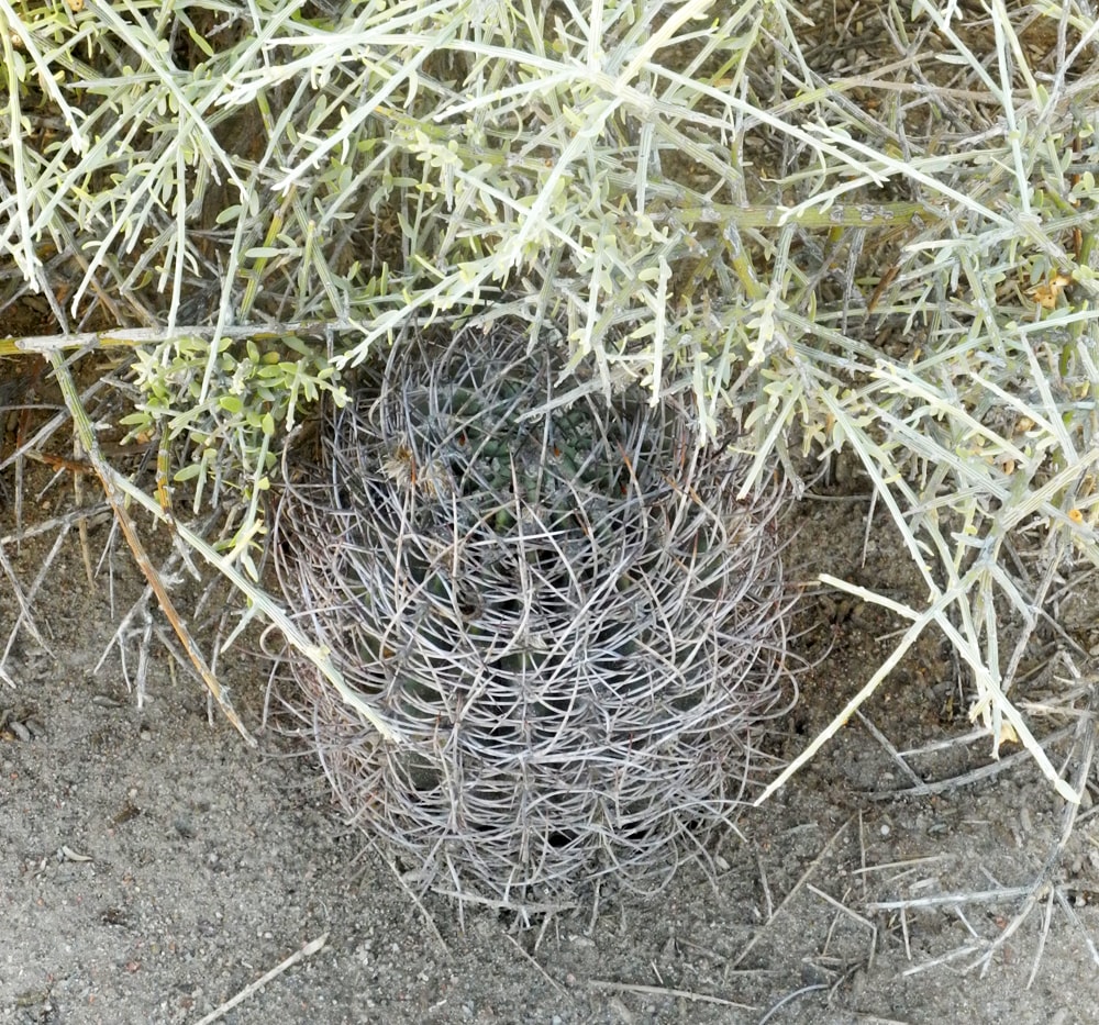 Image of Acanthocalycium leucanthum specimen.