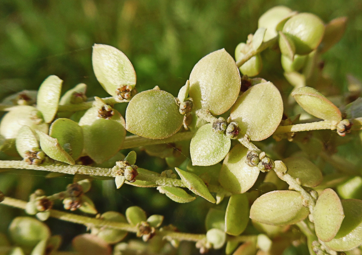 Image of Atriplex sagittata specimen.