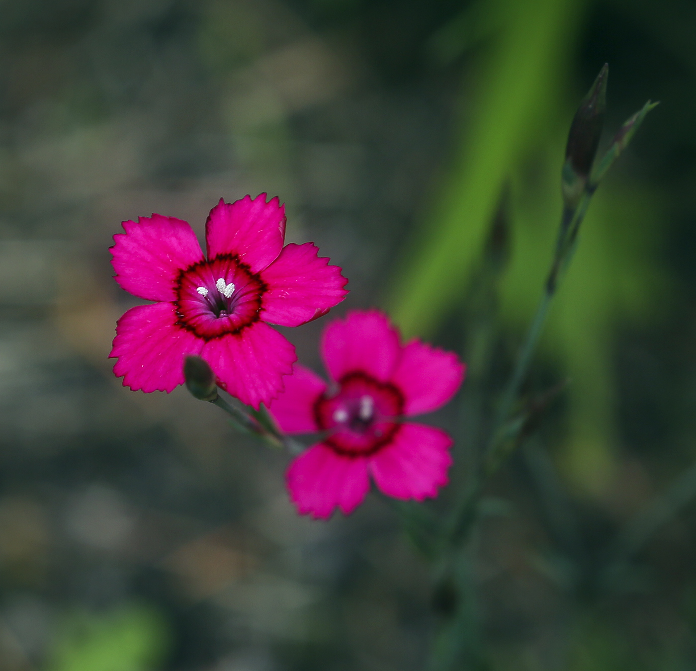 Image of Dianthus deltoides specimen.