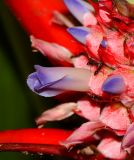 Ananas lucidus. Часть соцветия с фуражирующими муравьями. Таиланд, о-в Пхукет, ботанический сад. 16.01.2017.