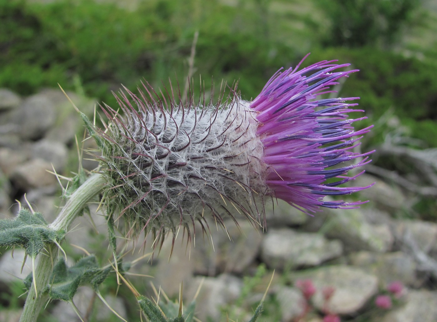 Изображение особи Cirsium erythrolepis.