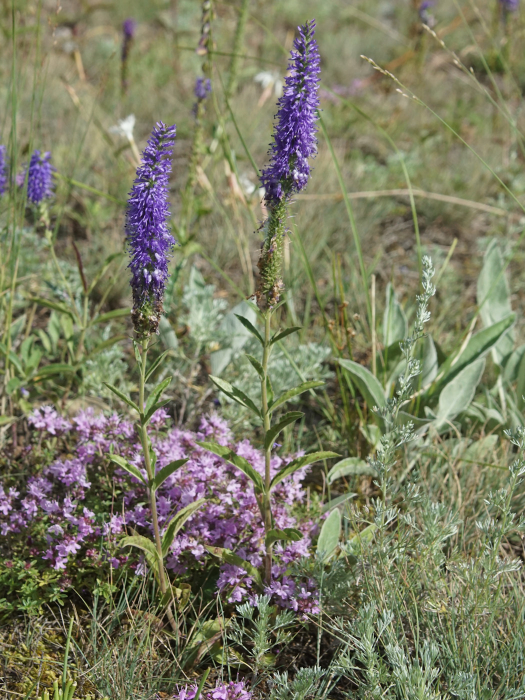 Image of Veronica spicata ssp. bashkiriensis specimen.