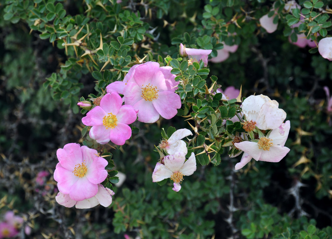 Image of Rosa maracandica specimen.