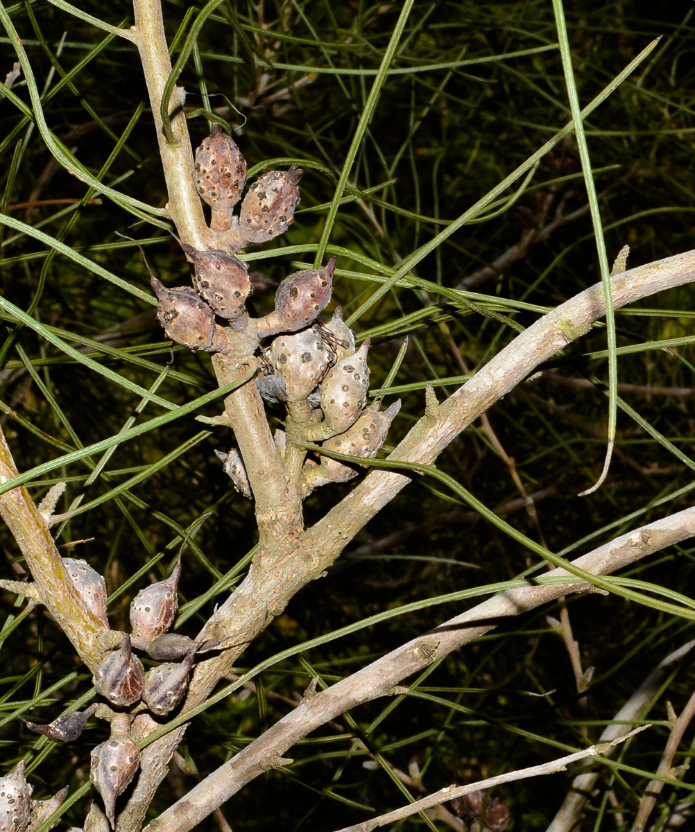 Image of Hakea scoparia specimen.