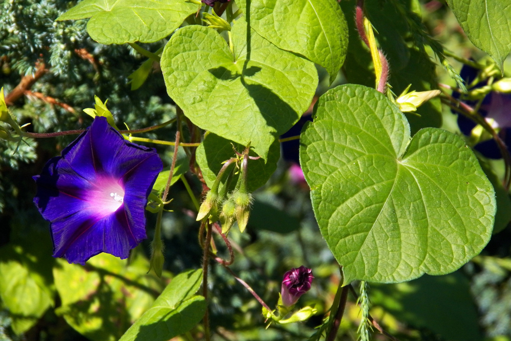 Image of Ipomoea purpurea specimen.