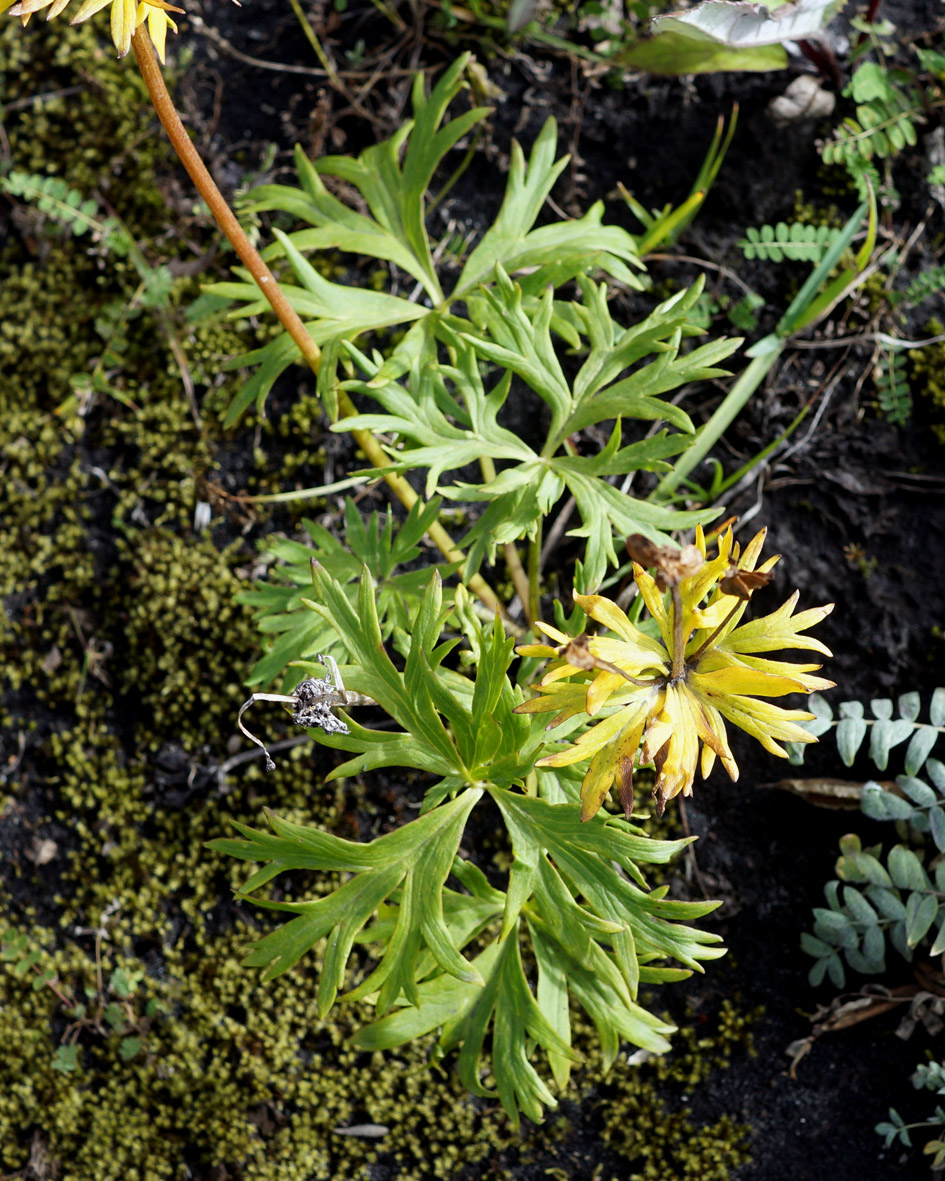 Image of Anemonastrum sibiricum specimen.