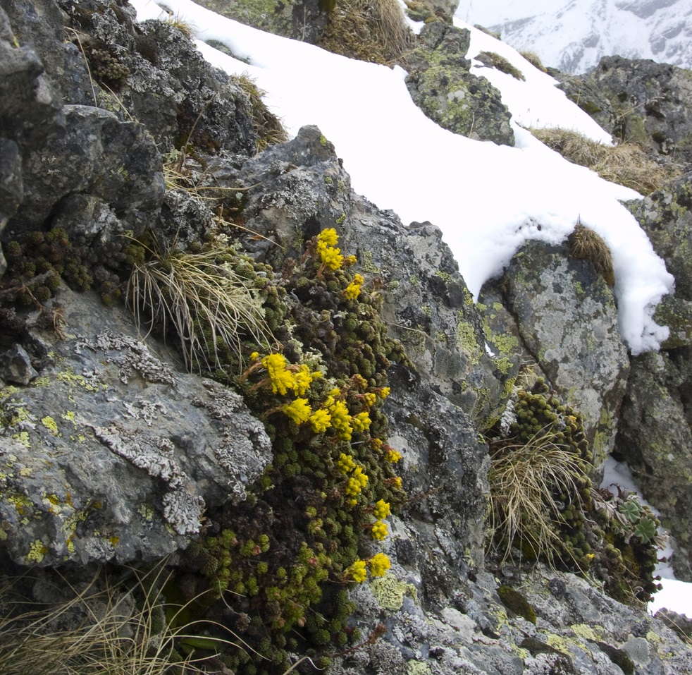 Image of Saxifraga scleropoda specimen.