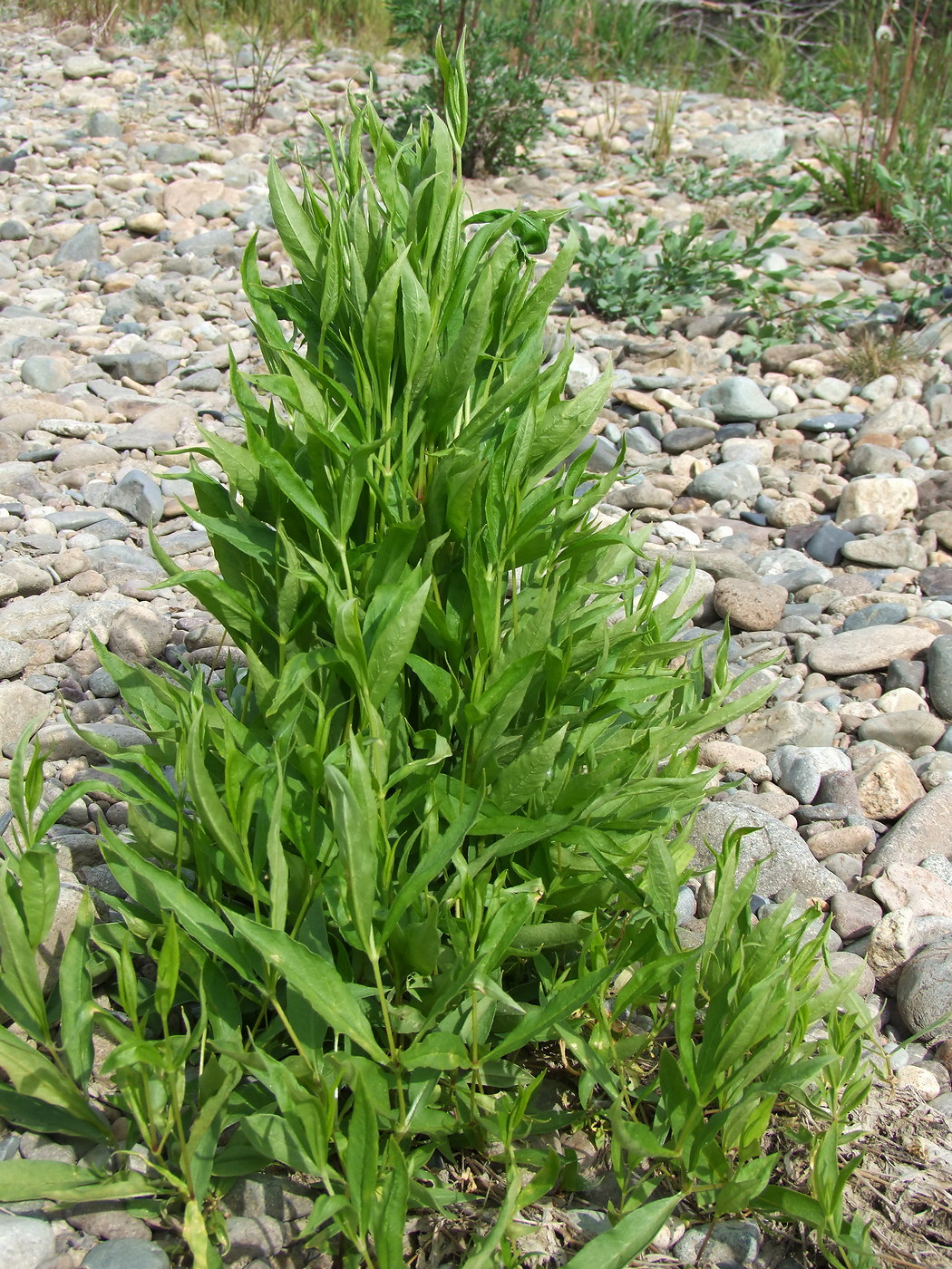 Image of Fimbripetalum radians specimen.