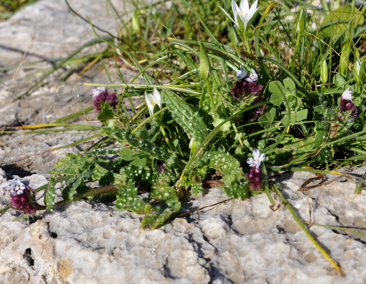 Image of Anchusella variegata specimen.