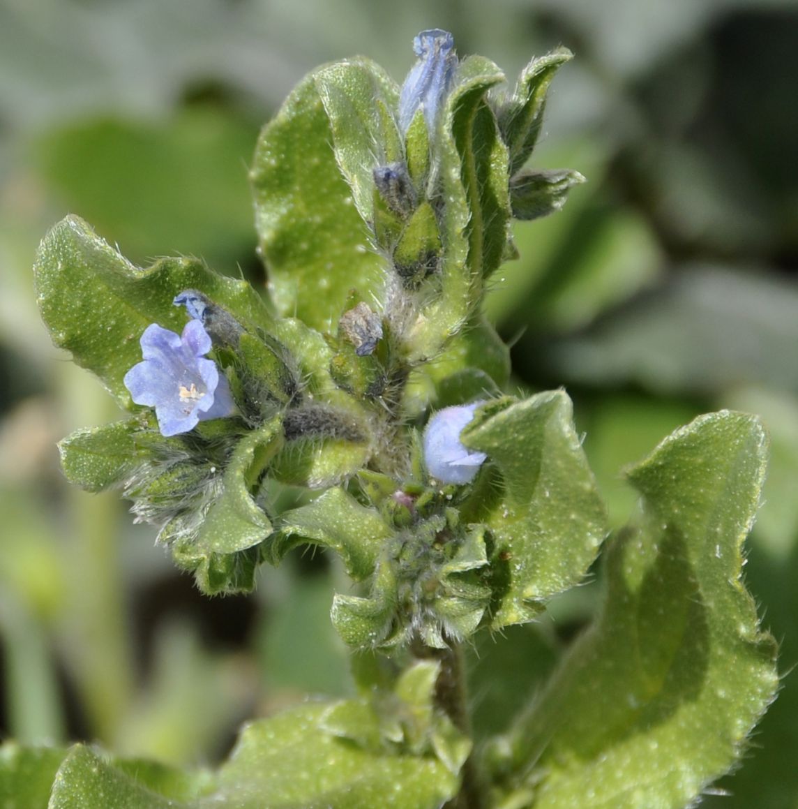 Изображение особи Echium parviflorum.