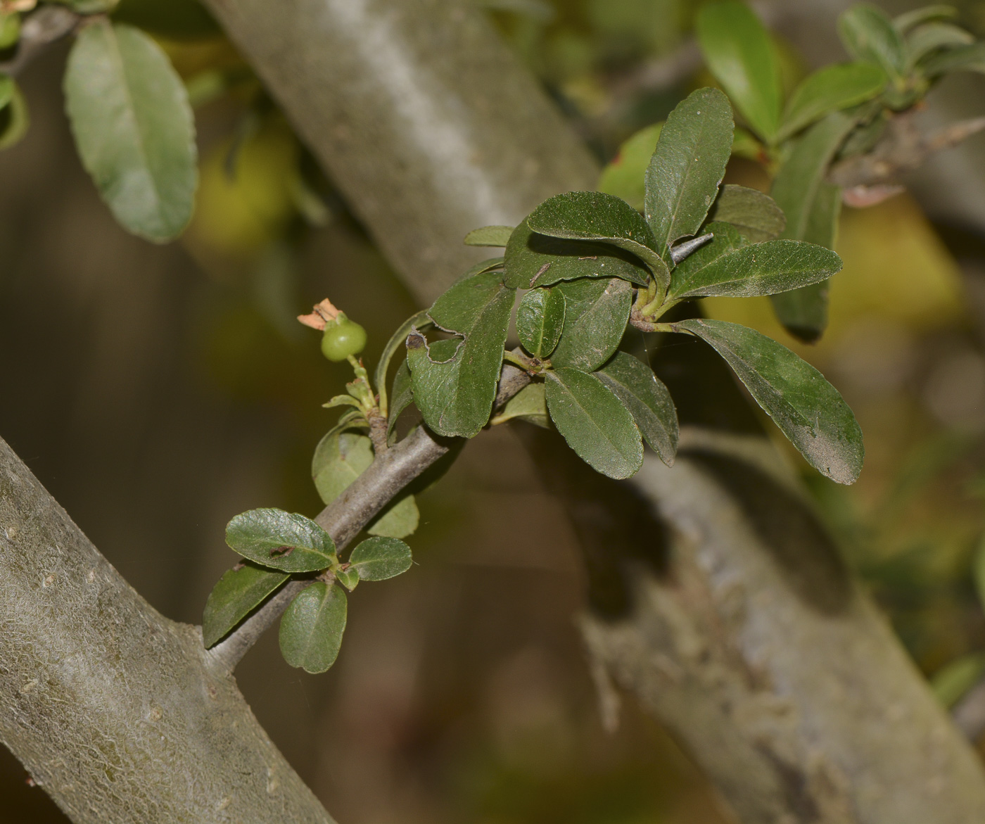 Image of Pyracantha rogersiana specimen.