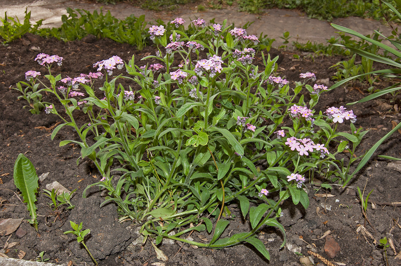 Image of Myosotis alpestris specimen.