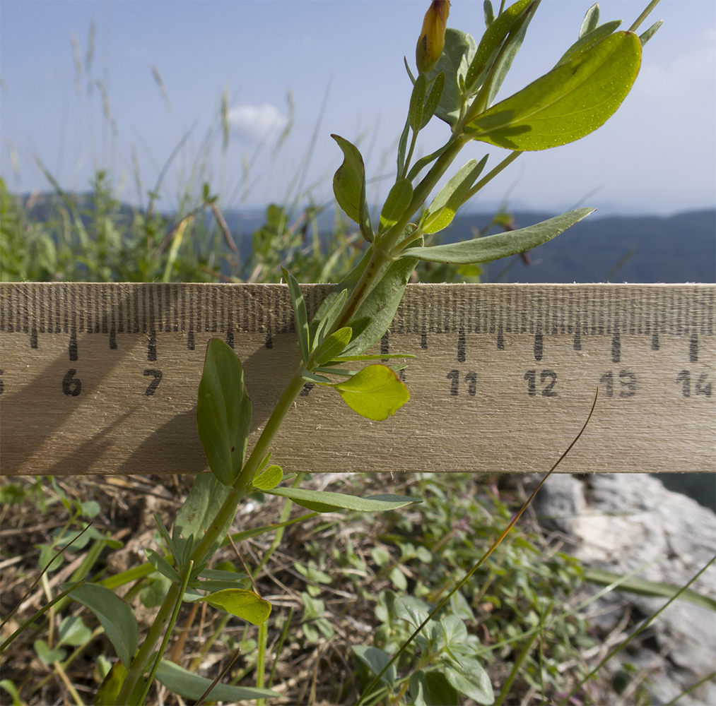 Image of Hypericum linarioides specimen.