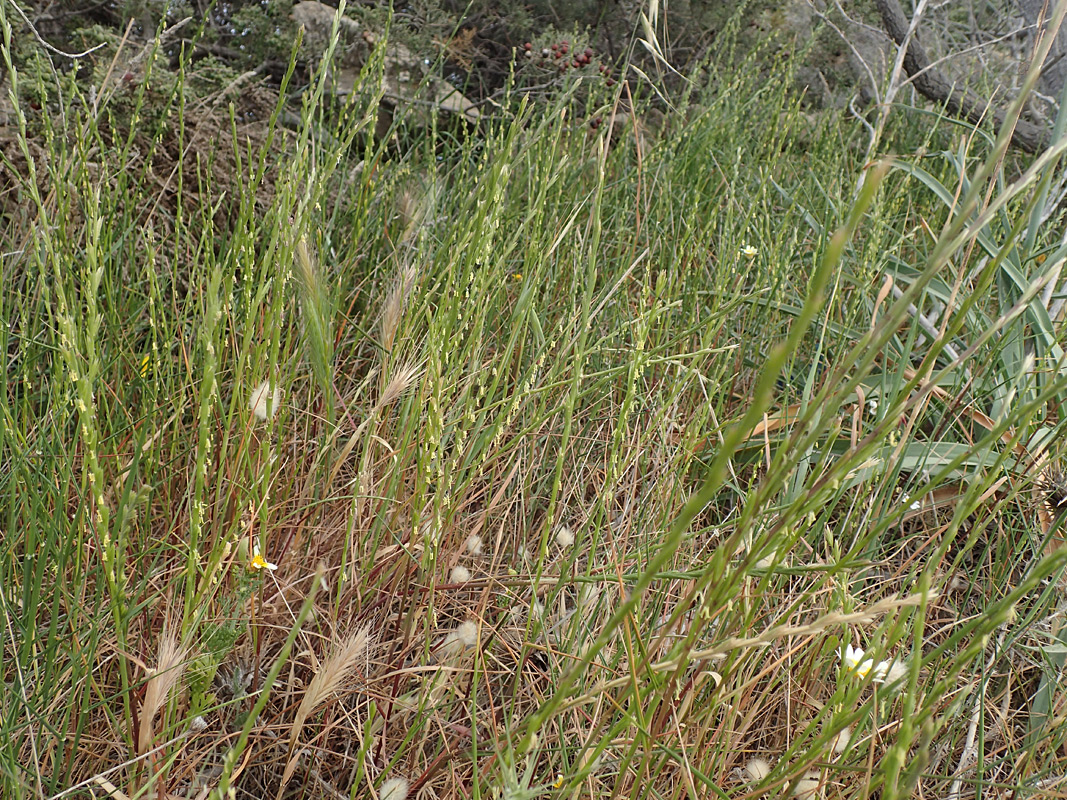 Image of Lolium rigidum specimen.