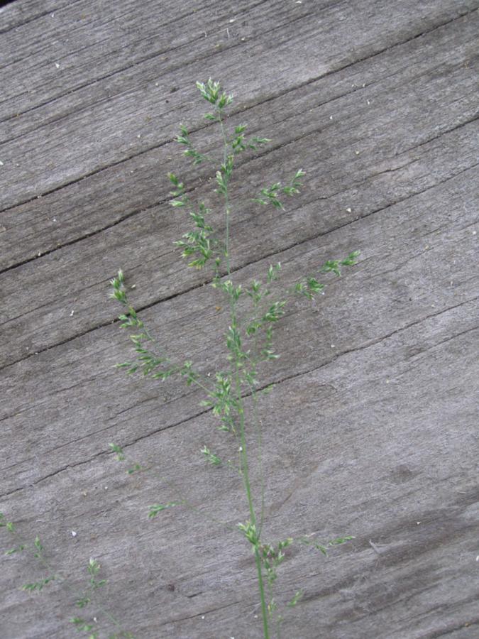 Image of genus Poa specimen.