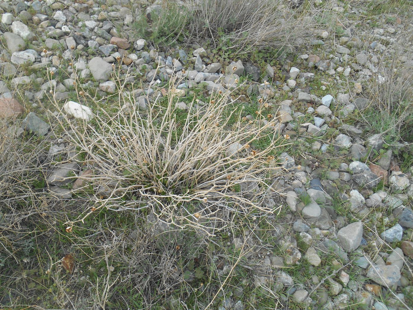 Image of Peganum harmala specimen.