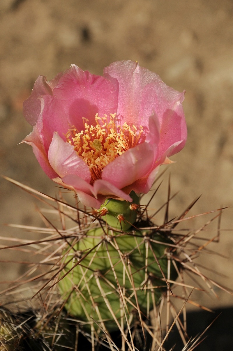 Изображение особи Opuntia polyacantha.