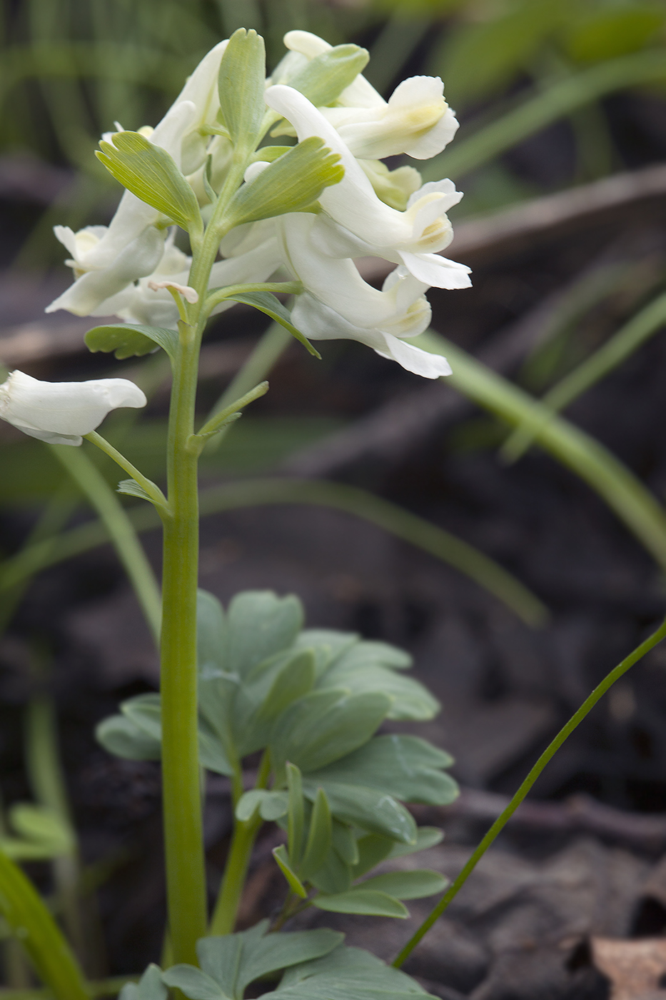 Image of Corydalis solida specimen.