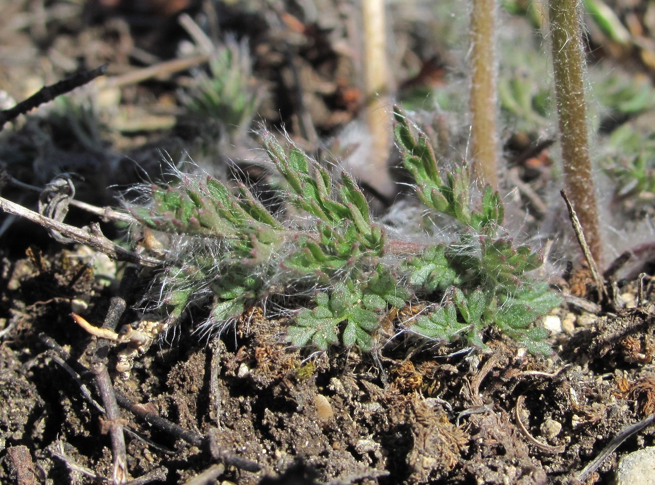 Image of Pulsatilla albana specimen.