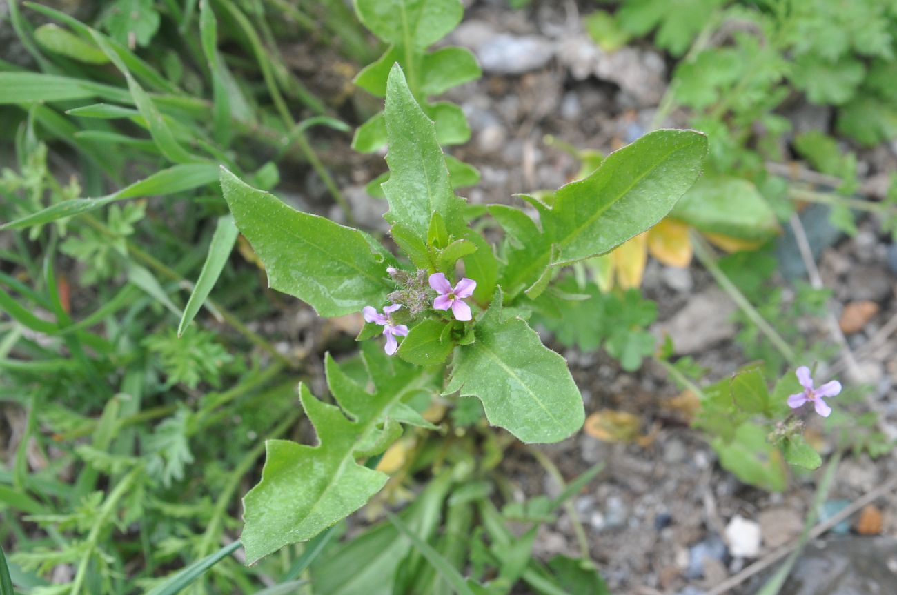 Image of Chorispora tenella specimen.