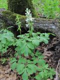 Corydalis cava. Цветущие и плодоносящие растения. Дагестан, г/о Махачкала, гора Тарки-Тау, лес. 21.04.2019.