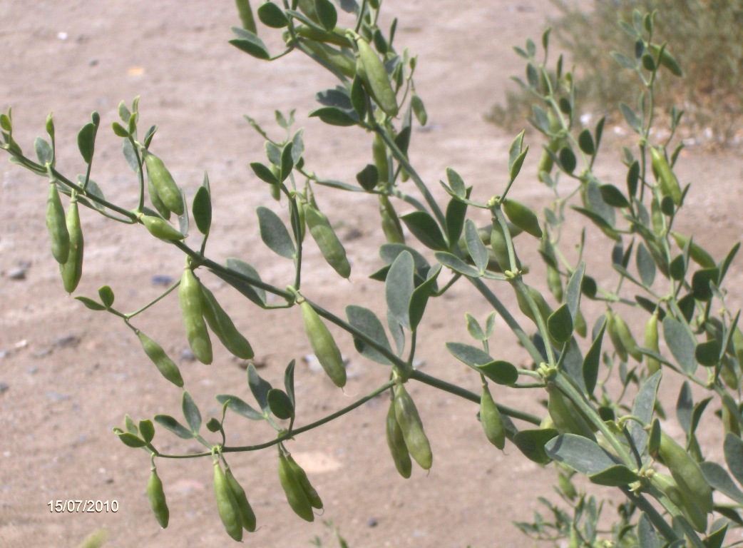 Image of Zygophyllum fabago specimen.