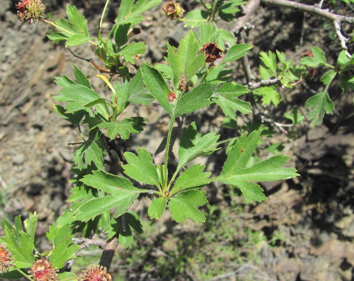 Image of genus Crataegus specimen.