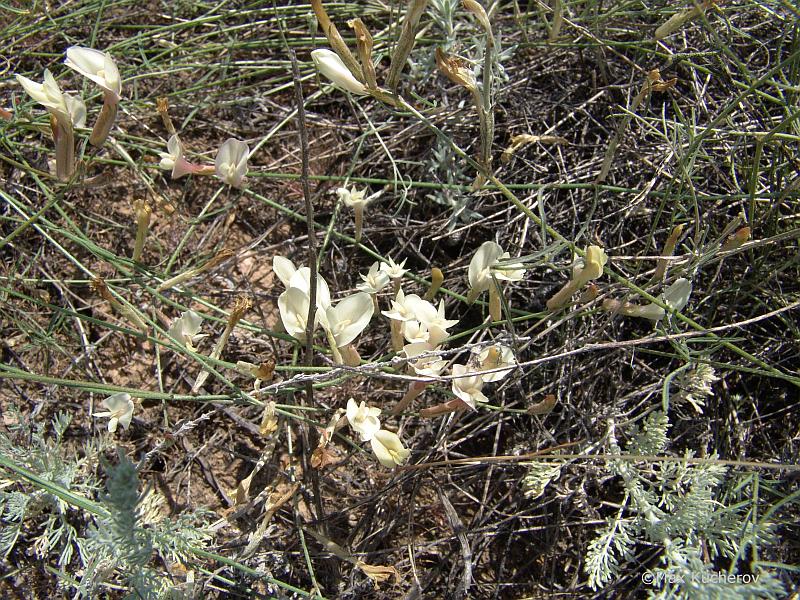 Изображение особи Astragalus ucrainicus.