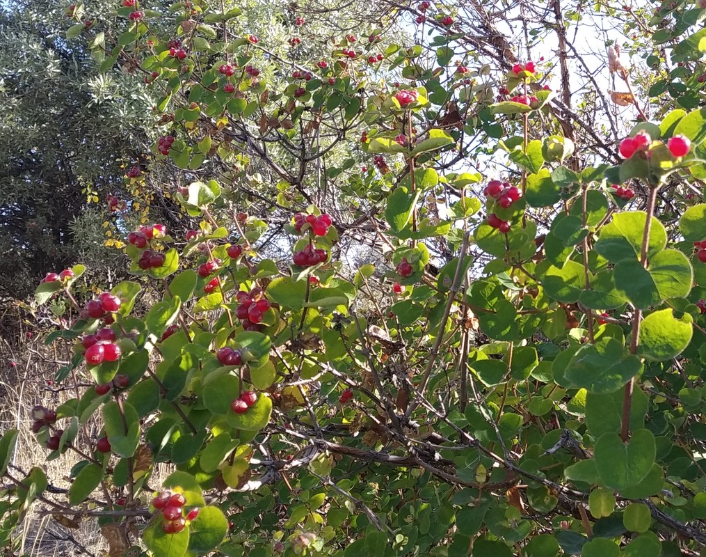 Image of Lonicera iberica specimen.