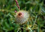 Cirsium ligulare. Верхушка побега с нераспустившимся соцветием. Сербия, национальный парк Тара, плоскогорье Равна Тара, западный берег оз. Заовине, окраина луга. 11.07.2019.